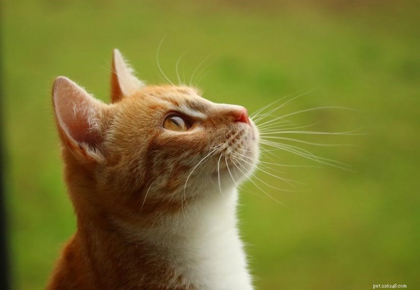 How to Care for a Pregnant Cat: A Practical Guide