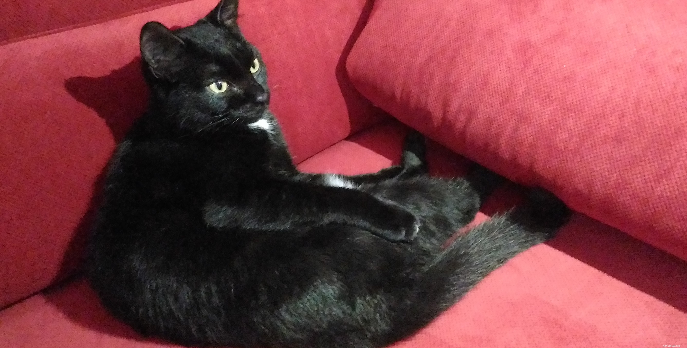 Identifying Pregnancy in Cats: Key Signs Every Owner Should Know
