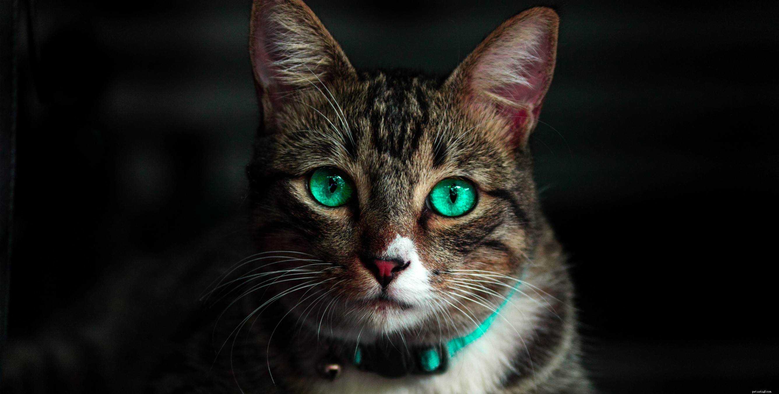 How Long Do Cats Live? Key Factors & Lifespan Insights