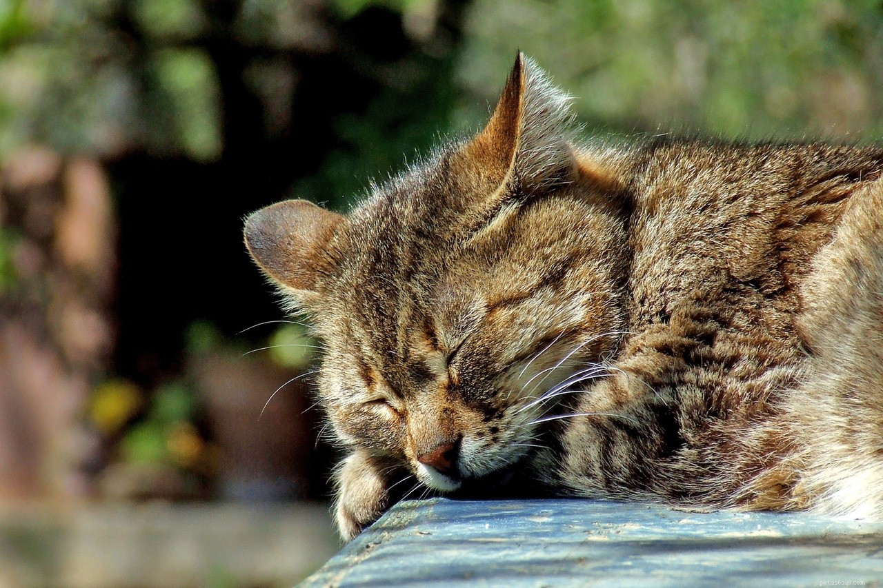 How Much Water Do Cats Need? Expert Guide to Proper Hydration