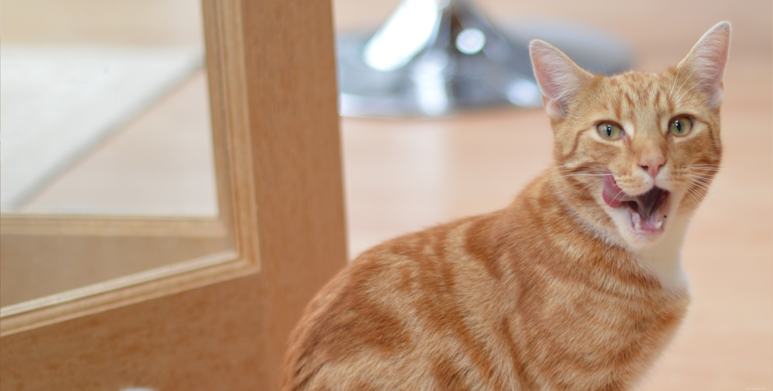 How Much Cat Food Should You Give? A Guide to Proper Cat Nutrition