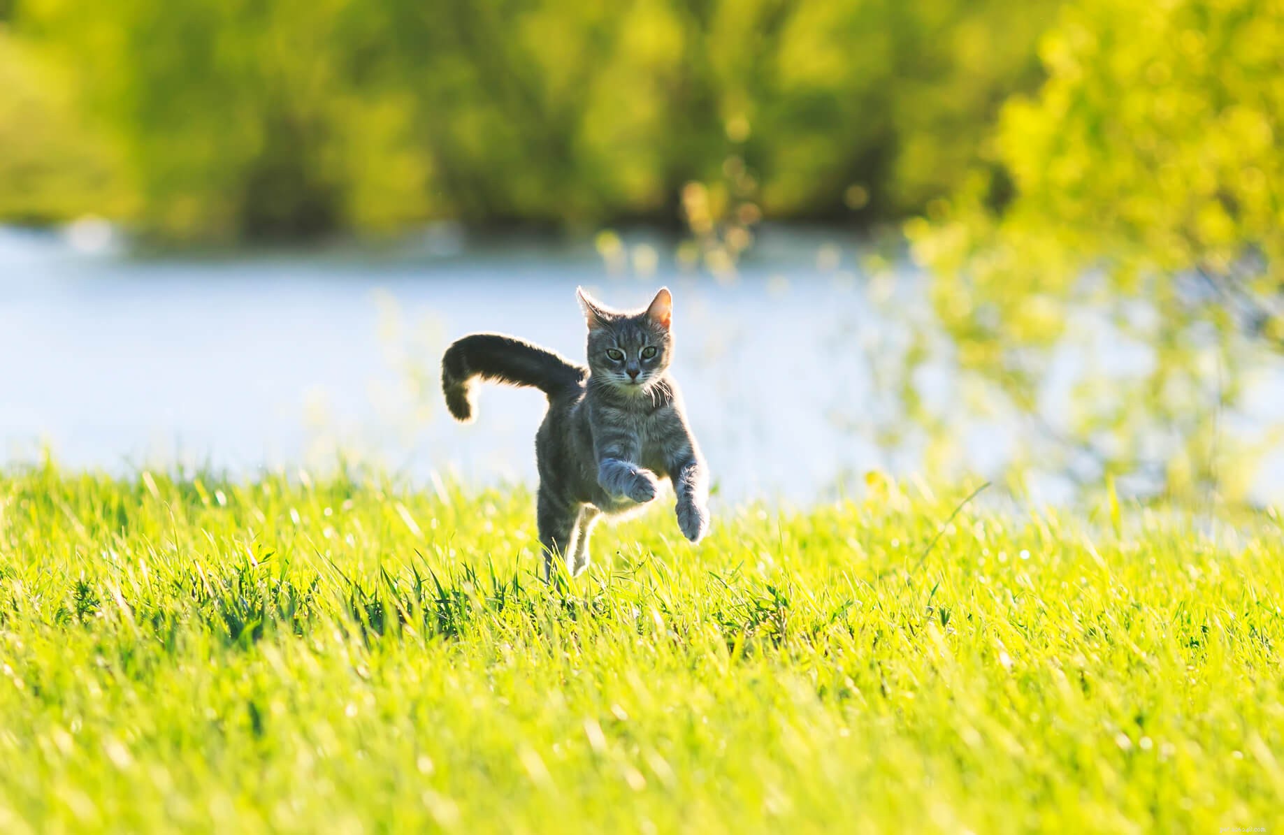 Why Cats Appear Fussy About Food – Understanding Their Eating Habits