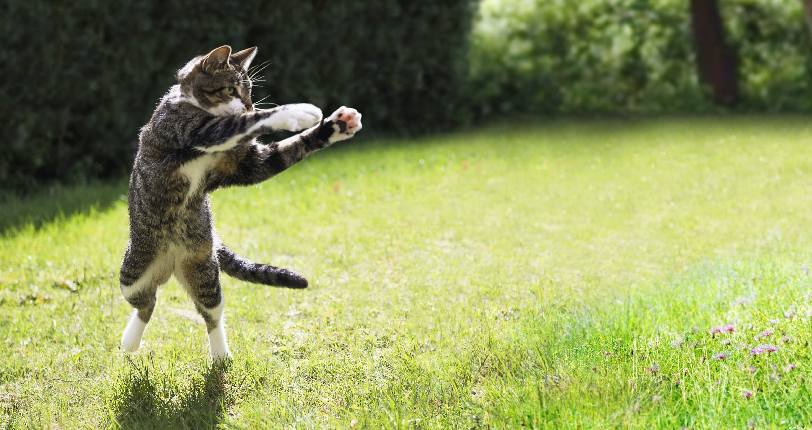 Why Cats Appear Fussy About Food – Understanding Their Eating Habits