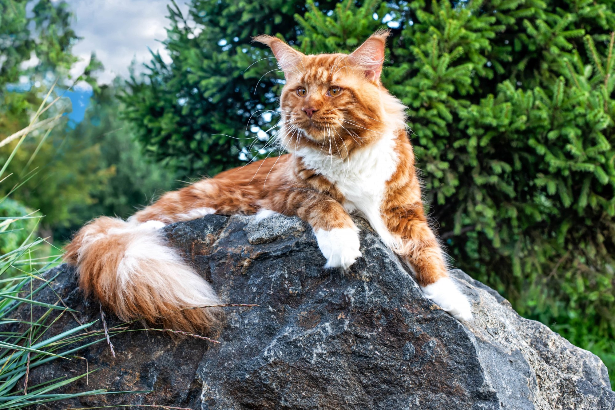 Top UK Cat Breeds: Choosing the Perfect Match for Your Home