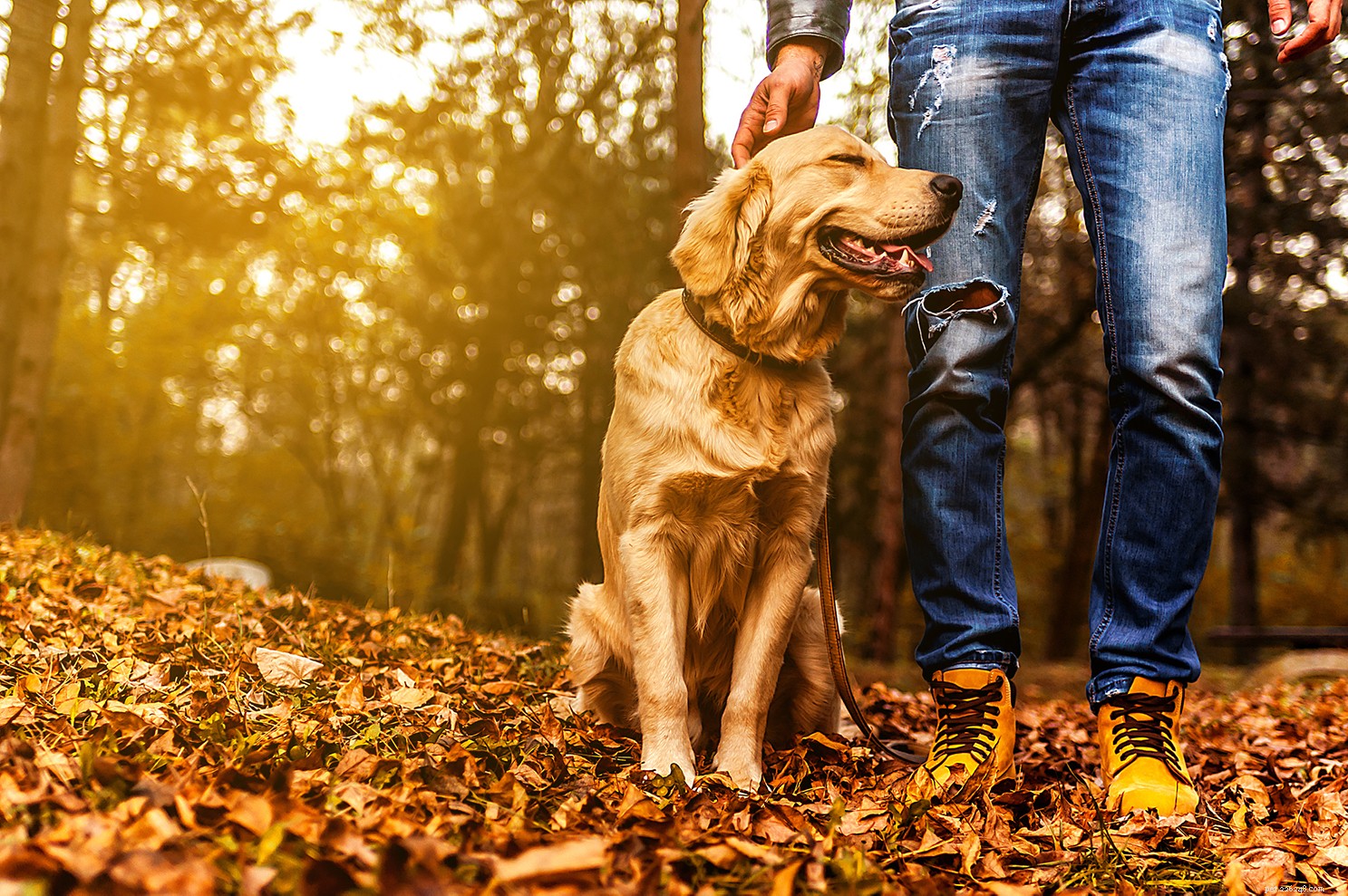 Natural Dog Food Diets: Definition & Health Benefits for Your Pet