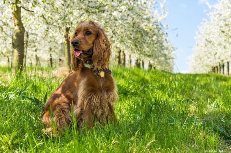 Safe Fruits for Dogs: A Comprehensive Guide