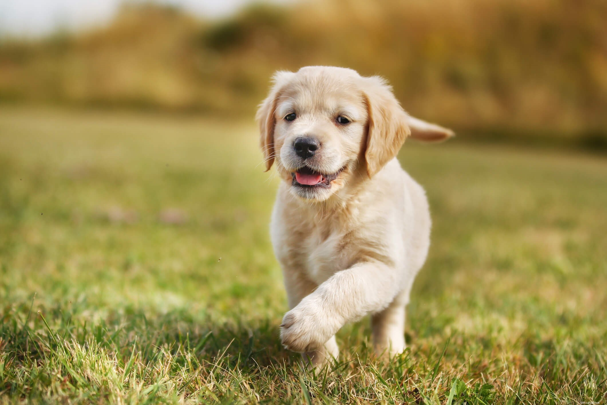 Grain-Free Dog Food: Is It the Right Choice for Your Pet?