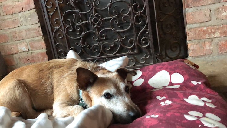 10 Proven Ways to Ease Firework Stress in Dogs & Cats