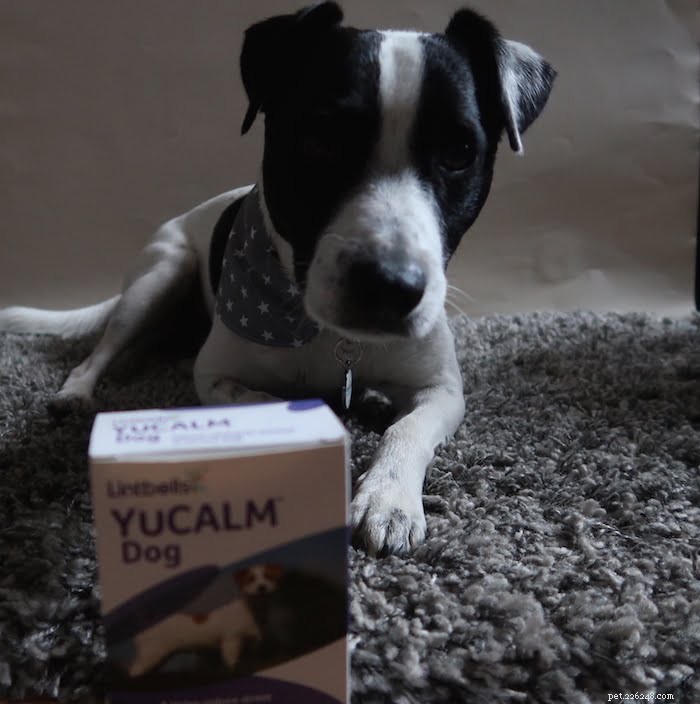 10 Proven Ways to Ease Firework Stress in Dogs & Cats