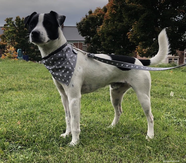 10 Proven Ways to Ease Firework Stress in Dogs & Cats