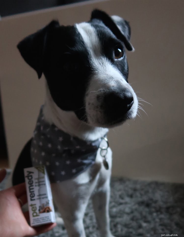 10 Proven Ways to Ease Firework Stress in Dogs & Cats