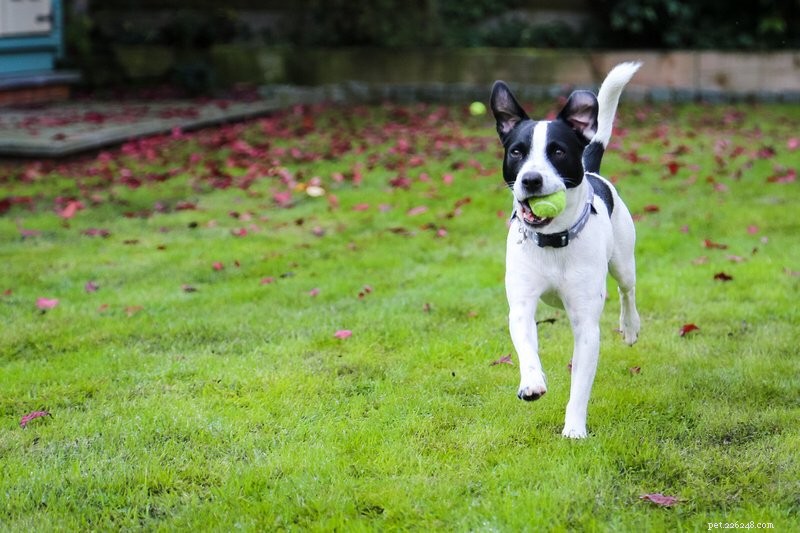 Discover Your Dog’s Ancestry: The Insights You’ll Gain From a DNA Test