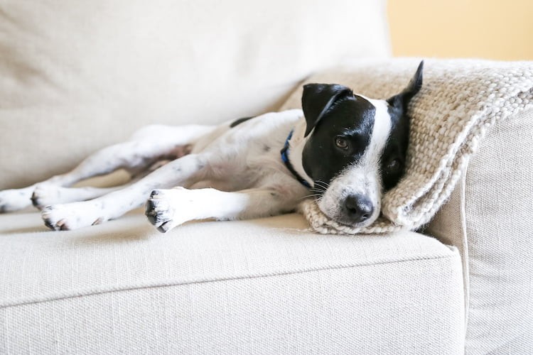 Discover Your Dog’s Ancestry: The Insights You’ll Gain From a DNA Test