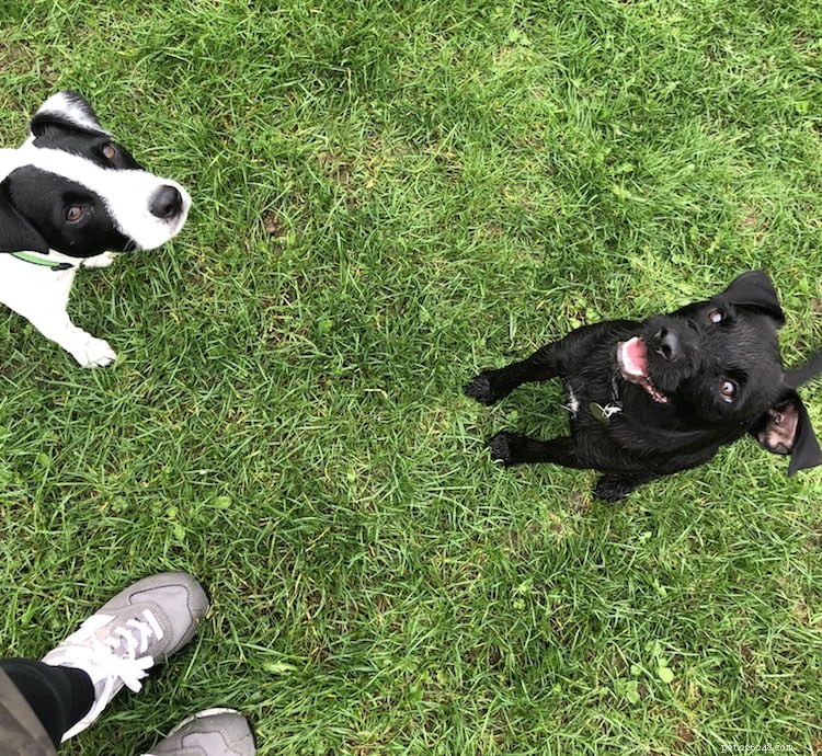 Discover Your Dog’s Ancestry: The Insights You’ll Gain From a DNA Test