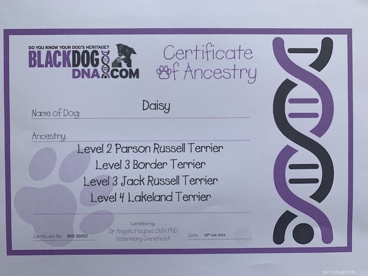 Discover Your Dog’s Ancestry: The Insights You’ll Gain From a DNA Test
