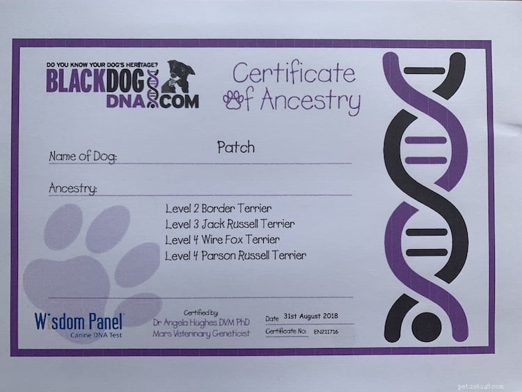 Discover Your Dog’s Ancestry: The Insights You’ll Gain From a DNA Test