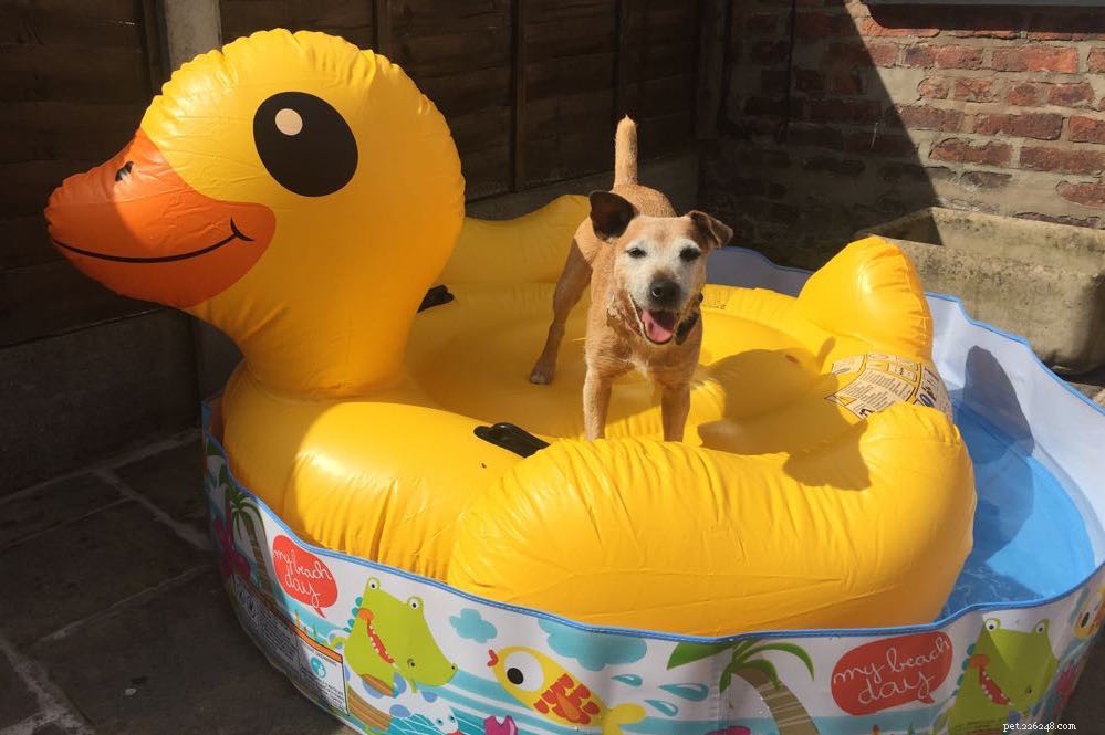 How to Safely Keep Your Pets Cool During Hot Weather: Expert Tips
