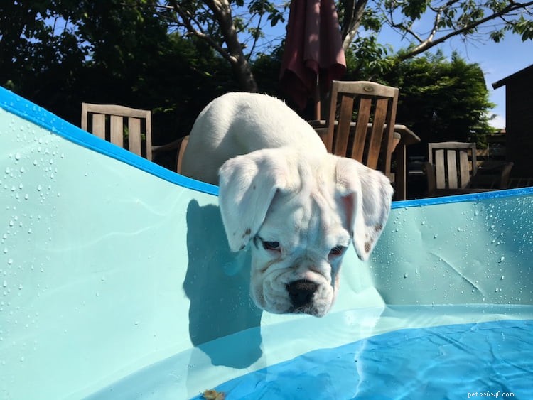 How to Safely Keep Your Pets Cool During Hot Weather: Expert Tips