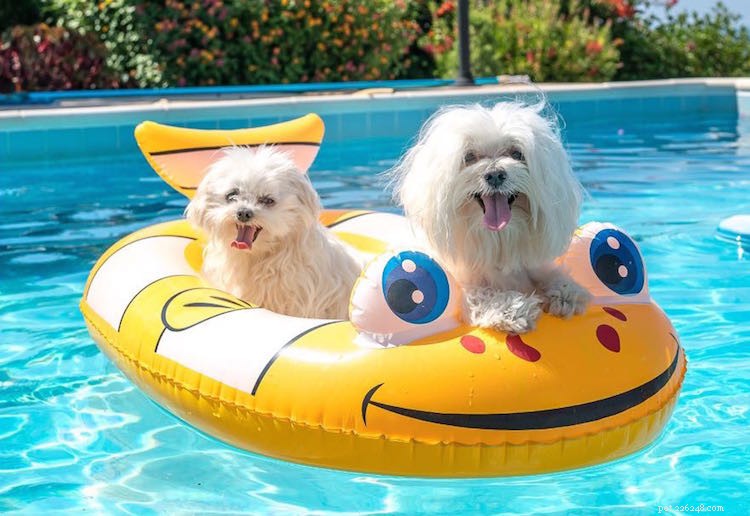 How to Safely Keep Your Pets Cool During Hot Weather: Expert Tips
