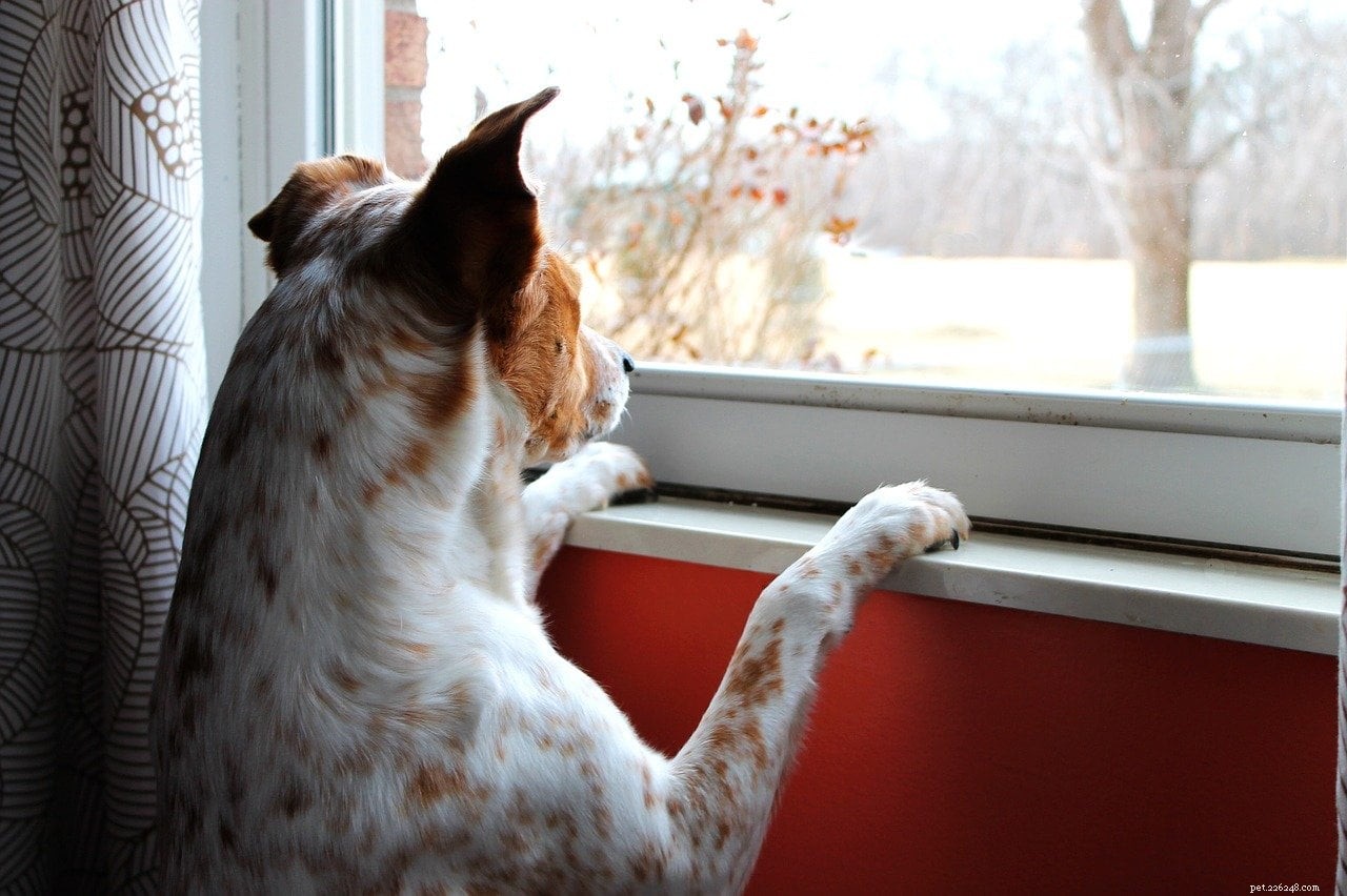 Helping Your Dog Adjust to Post‑Lockdown Life: Expert Tips