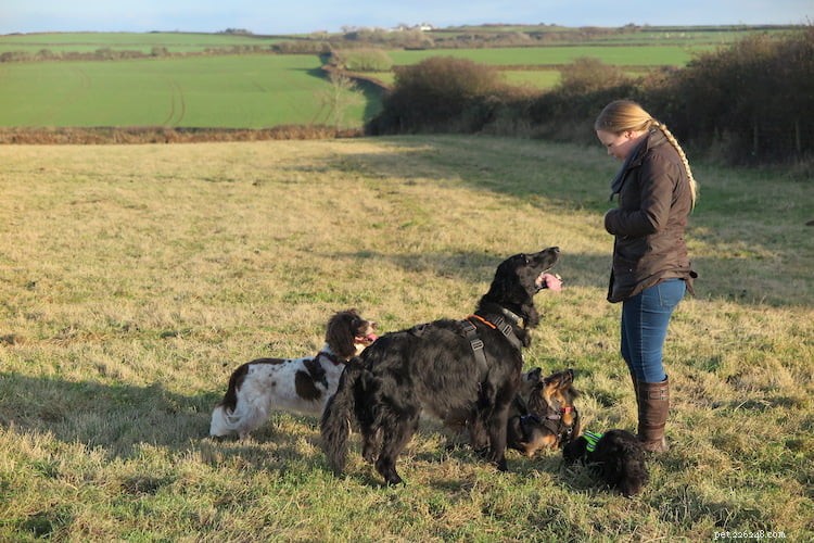 Helping Your Dog Adjust to Post‑Lockdown Life: Expert Tips