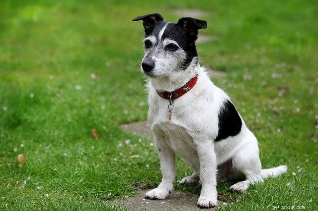 Helping Your Dog Adjust to Post‑Lockdown Life: Expert Tips