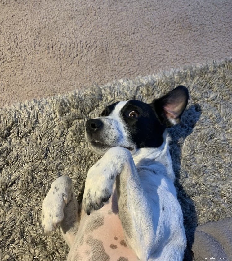Professional Guide: How to Clean Your Dog’s Ears with Cristina Diaz-Madronero