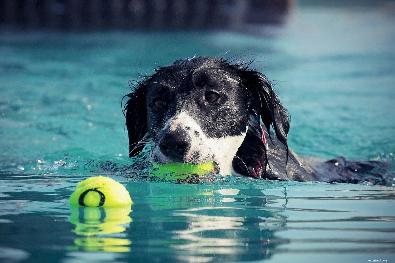 Keep Your Pets Cool & Safe During Lockdown: Expert Tips