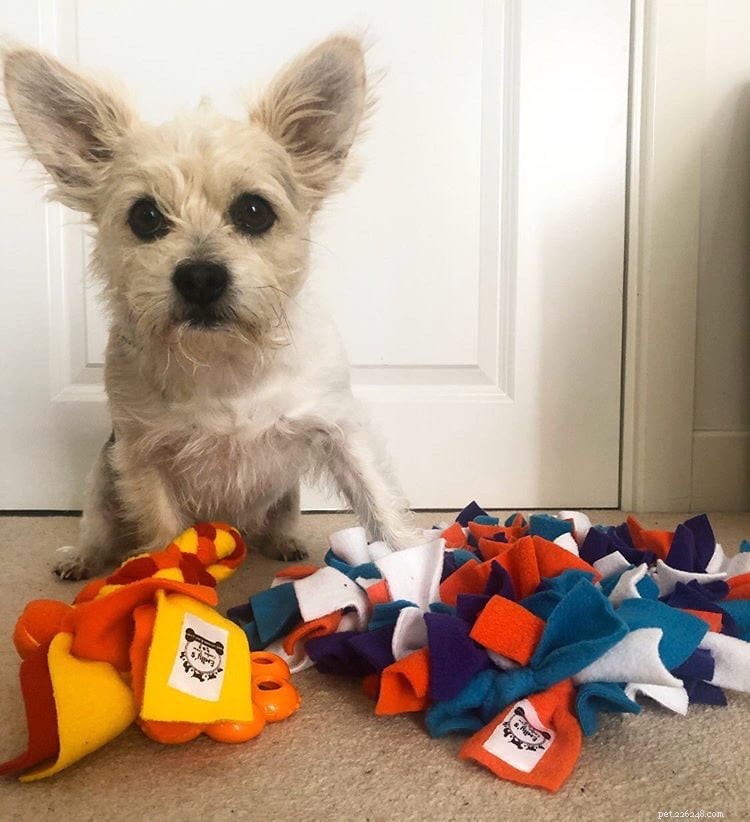 Keep Your Pets Cool & Safe During Lockdown: Expert Tips