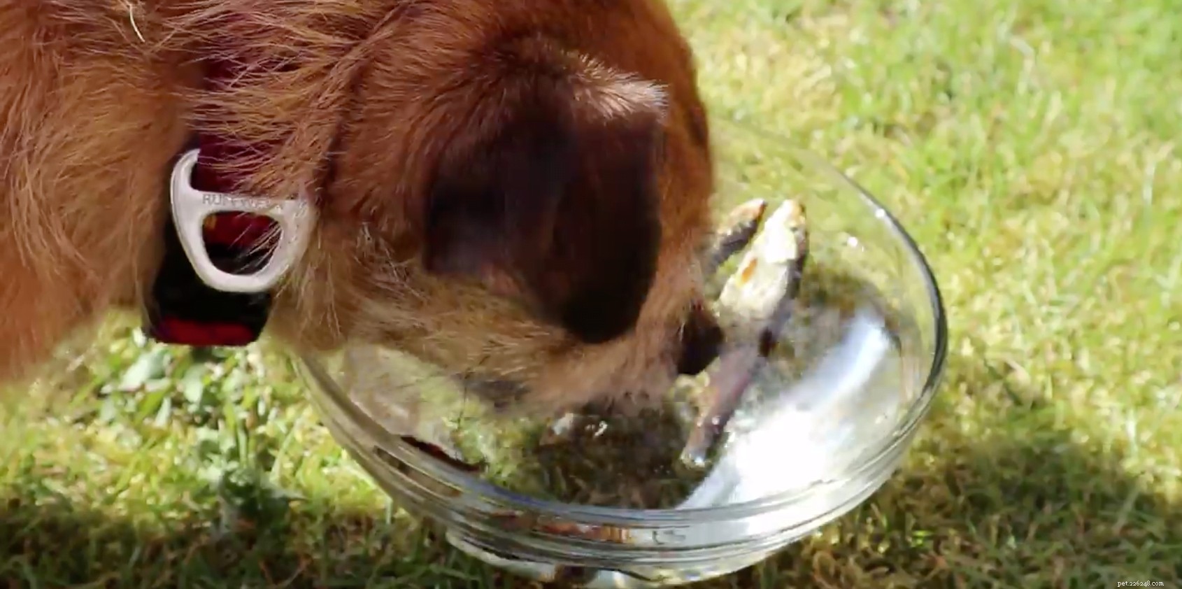 Keep Your Pets Cool & Safe During Lockdown: Expert Tips