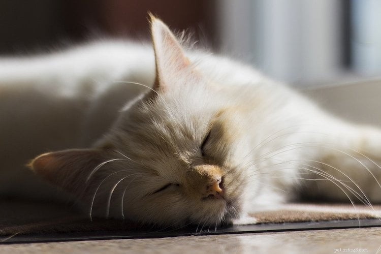 Keep Your Pets Cool & Safe During Lockdown: Expert Tips