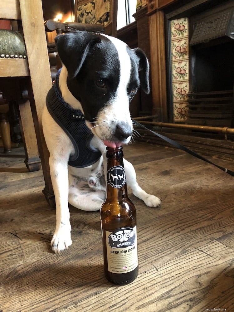 Keep Your Dog Happy & Healthy During COVID-19 Lockdown: Proven Tips