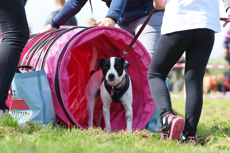 Keep Your Dog Happy & Healthy During COVID-19 Lockdown: Proven Tips