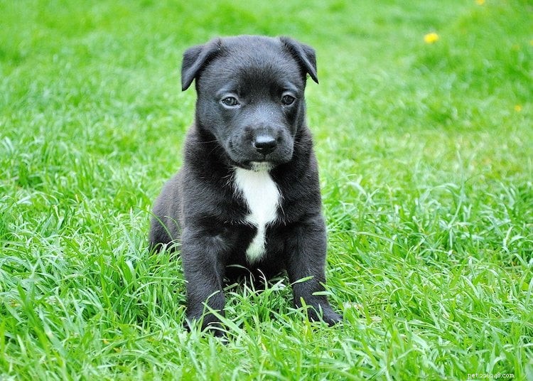 Keep Your Dog Happy & Healthy During COVID-19 Lockdown: Proven Tips