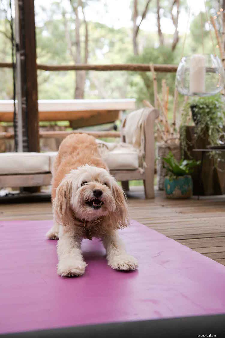 Discover Dog Yoga with Fiona Rigg: A Healthy, Harmonious Bond for You and Your Pet