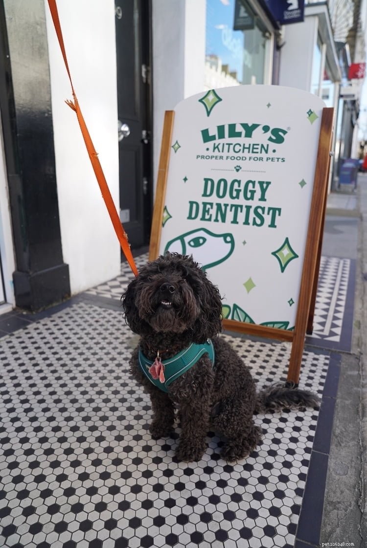 Lily’s Kitchen Launches Holly‑Woof Smile Campaign to Improve Dog Dental Health