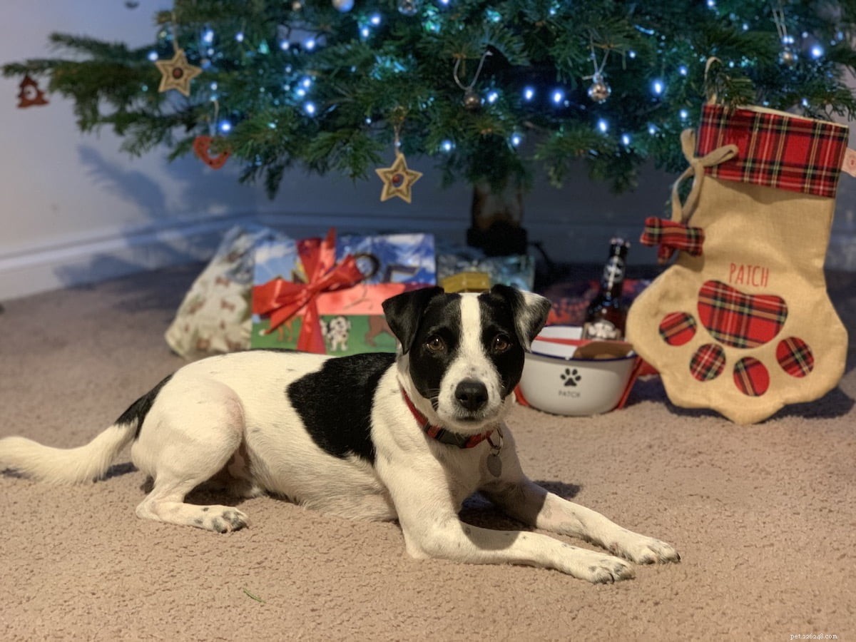 How to Include Your Pet in Holiday Joy: Make Them Feel Like Family This Christmas