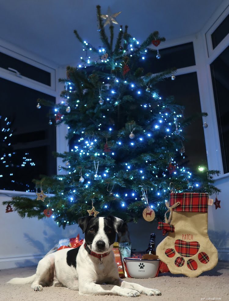 How to Include Your Pet in Holiday Joy: Make Them Feel Like Family This Christmas