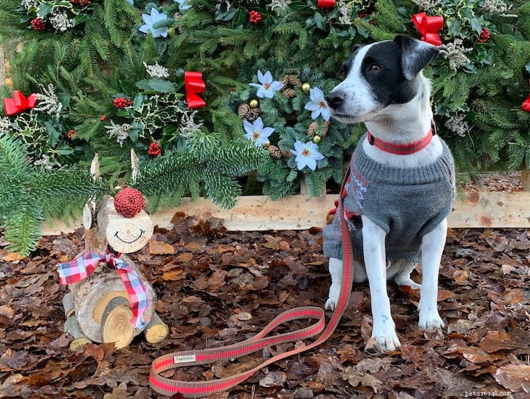 How to Include Your Pet in Holiday Joy: Make Them Feel Like Family This Christmas