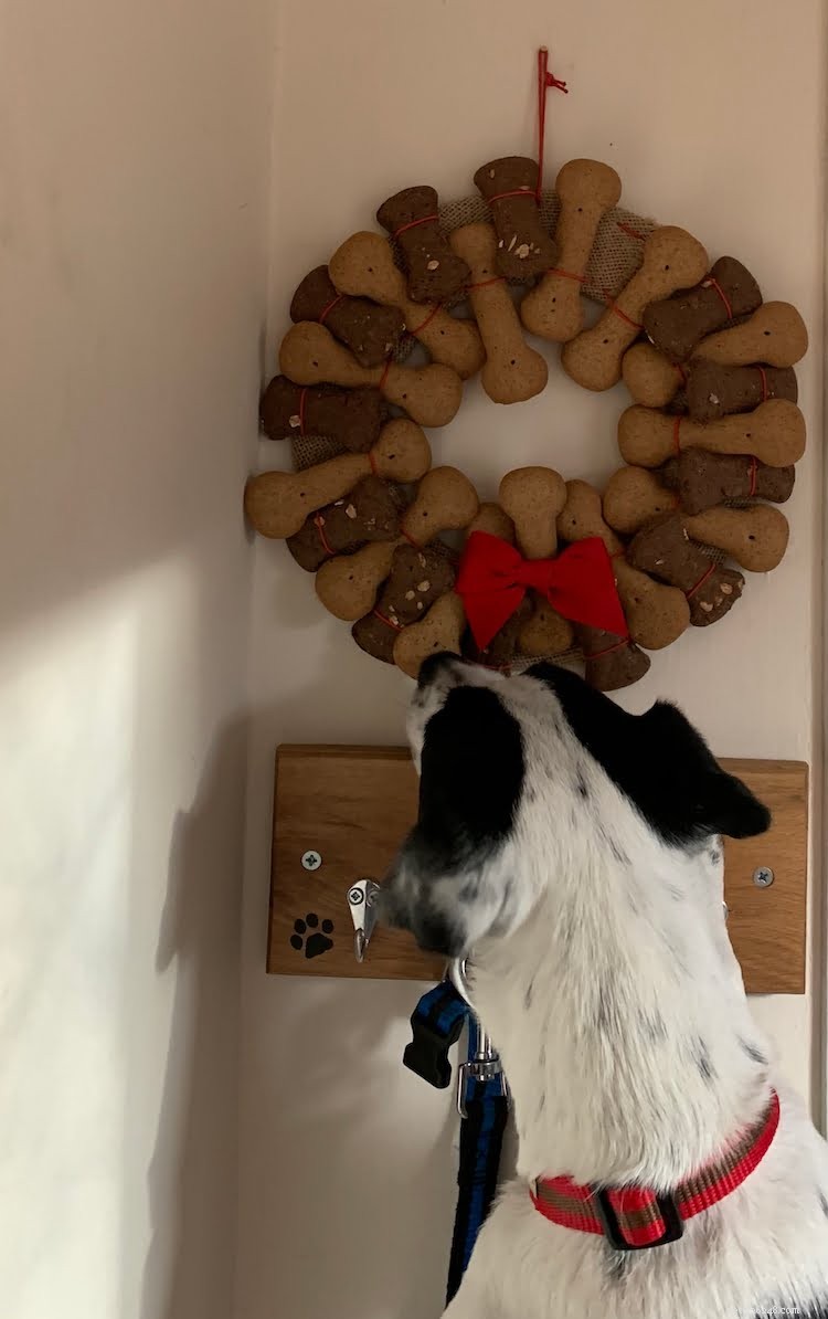 How to Include Your Pet in Holiday Joy: Make Them Feel Like Family This Christmas