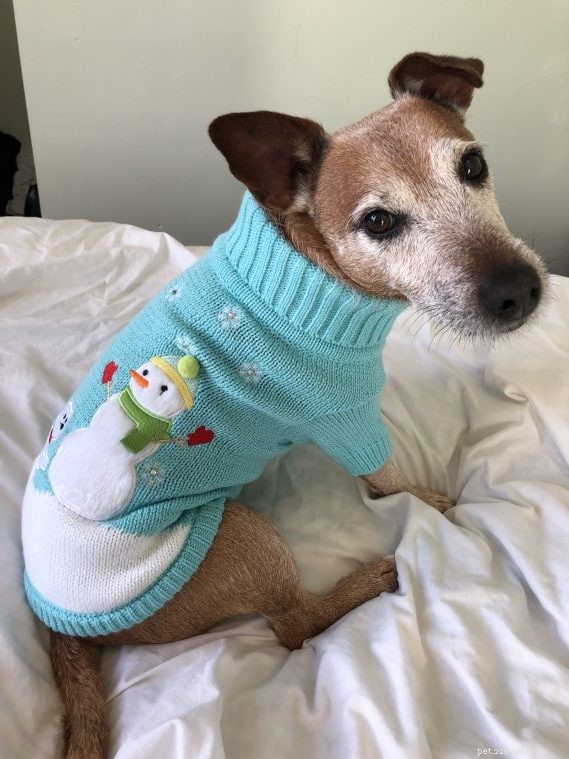 How to Include Your Pet in Holiday Joy: Make Them Feel Like Family This Christmas