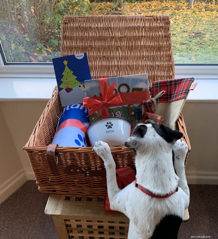 How to Include Your Pet in Holiday Joy: Make Them Feel Like Family This Christmas