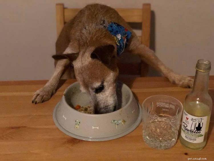 How to Include Your Pet in Holiday Joy: Make Them Feel Like Family This Christmas
