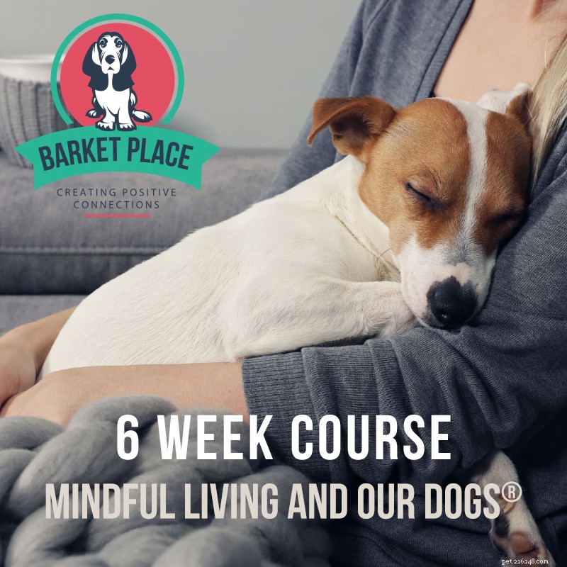 Mindful Living with Your Dog: A 6‑Week Course by Caroline Wilkinson