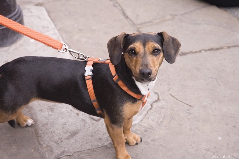Mindful Living with Your Dog: A 6‑Week Course by Caroline Wilkinson