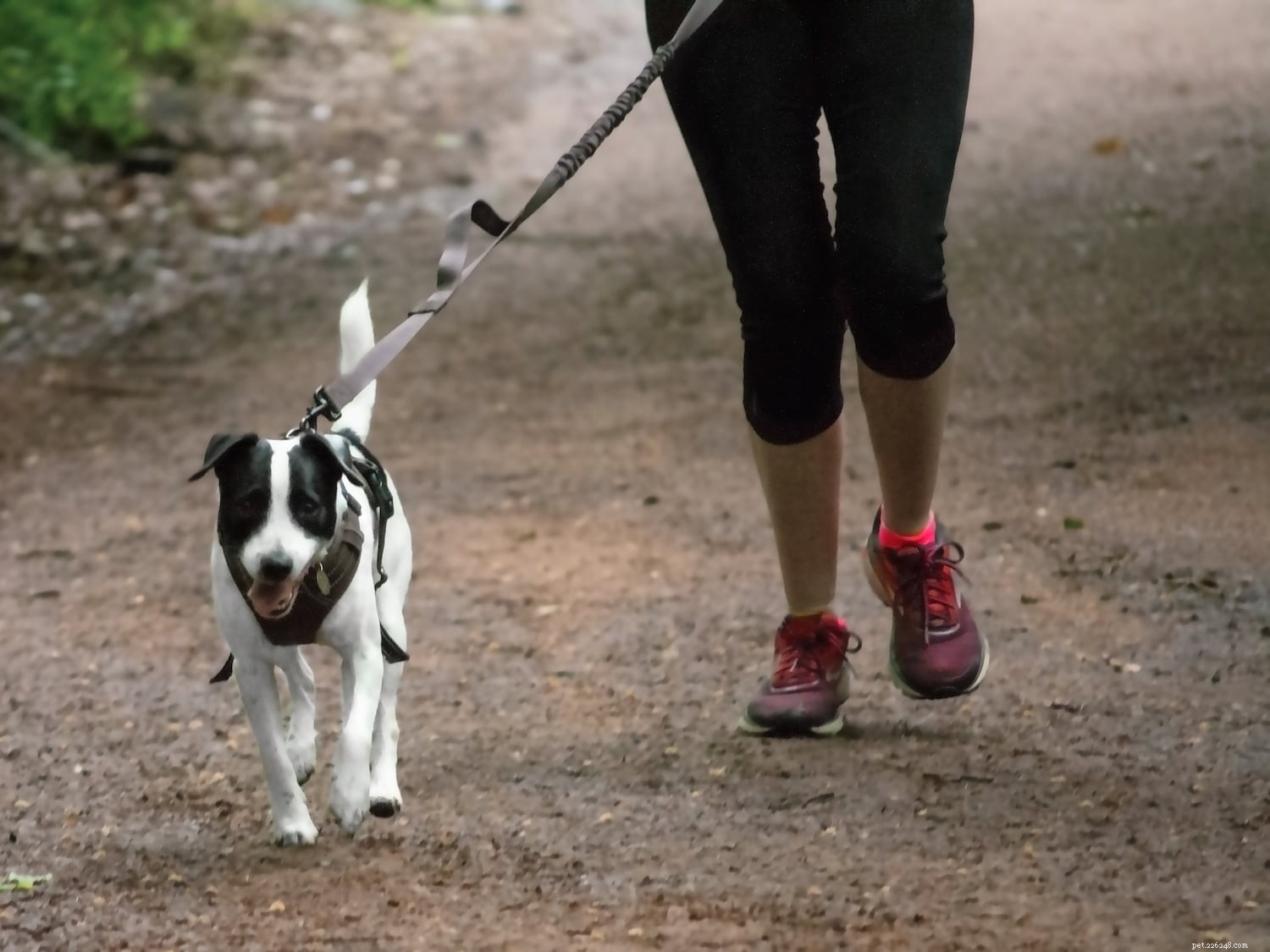 Run Safely with Your Dog: Expert Tips from Dogfit UK