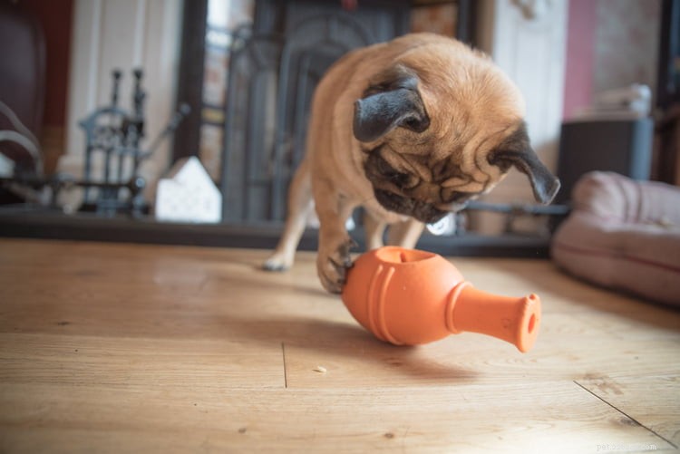 Expert Guide to Raising the Perfect Puppy – Insights from Trainer Dominic Hodgson
