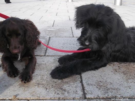 Expert Guide to Raising the Perfect Puppy – Insights from Trainer Dominic Hodgson