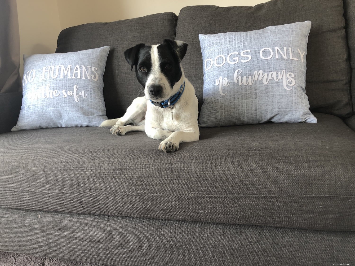 Helping Your Dog Thrive in a New Home: Expert Advice from Helen Motteram