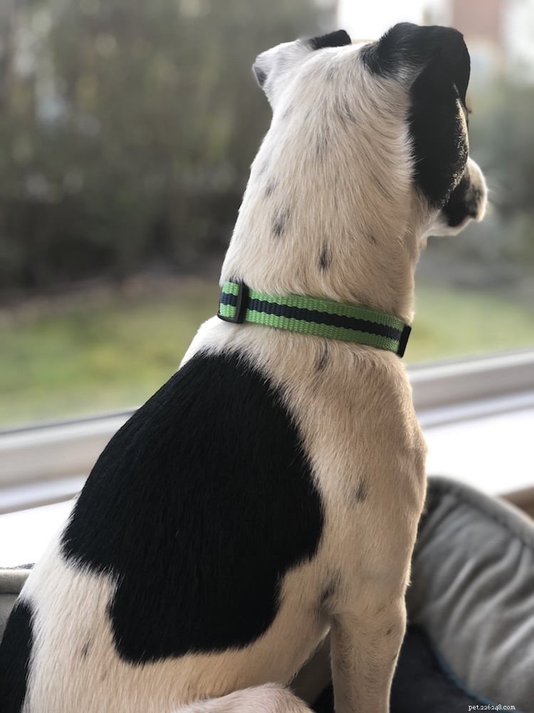 Helping Your Dog Thrive in a New Home: Expert Advice from Helen Motteram